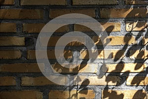 Shadow of palm leaf on red brick wall background