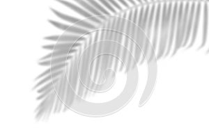 Shadow of palm leaf shadows on white paper background ,summer concep