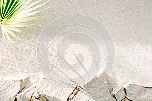 shadow of palm leaf on white wall