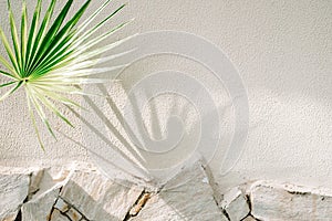 shadow of palm leaf on white wall