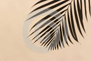 A shadow of palm leaves on a pastel beige surface background