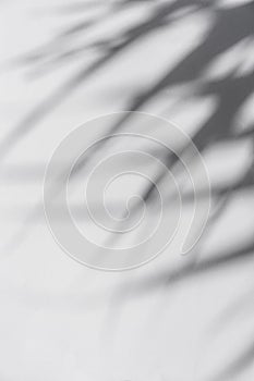 Shadow of palm leaves sway in the wind on white background