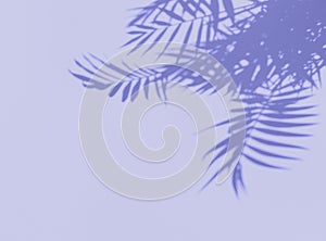 Shadow palm leaves violet very peri floral background photo