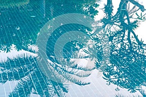 Shadow of palm tree on blue water