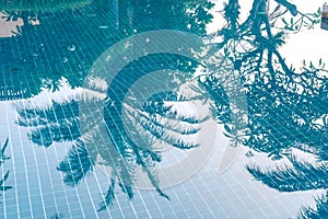 Shadow of palm tree on blue water