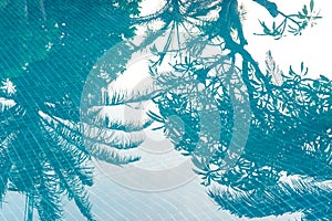 Shadow of palm tree on blue water