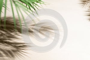 The shadow of a palm tree branch on the sand of a sandy tropical beach. Background, copy space, travel, summer concept. Flat lay