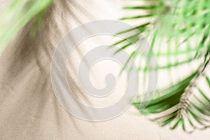 The shadow of a palm tree branch on the sand of a sandy tropical beach. Background, copy space, travel, summer concept. Flat lay