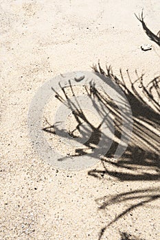 The shadow of a palm tree on a sandy beach. Vacation concept by the sea