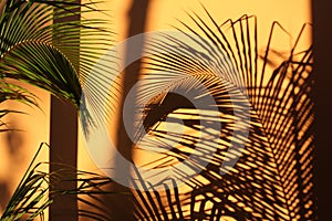 Shadow of palm trees on the wall in sunset