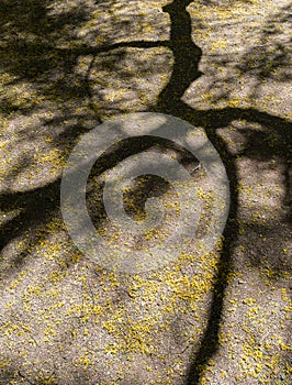 Shadow, Palo Verde tree