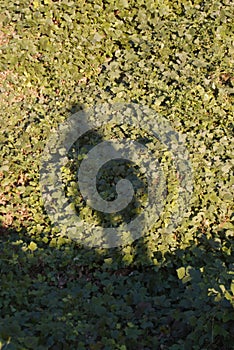 Shadow on a patch of kudzu