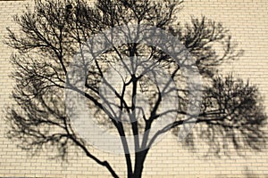 Shadow patterns of tree branches on a wall/ Blurred background of a wall with tree shadow on it.