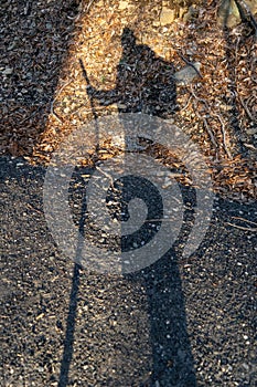 Shadow of a person with walking stick, against a gravel road and foliage by the wayside