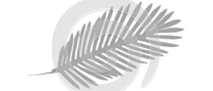 shadow from plant branches on white background