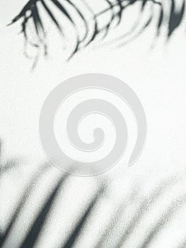 Shadow plant leaf textured minimalism backdrop cement background for mock up