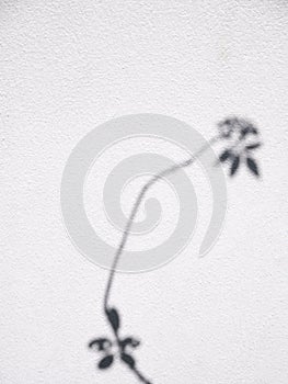 Shadow plant leaf textured minimalism backdrop cement background for mock up