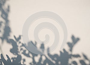 Shadow plant leaf textured minimalism backdrop cemment background for mock up