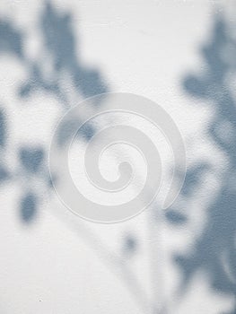 Shadow plant leaf textured minimalism backdrop cemment background for mock up