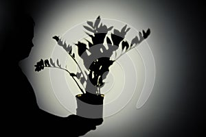 Shadow of a plant from the night light of a flashlight on a white wall. D