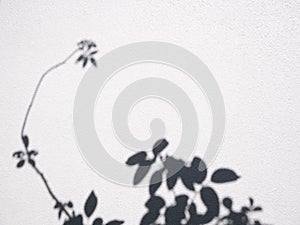 Shadow plant rose leaf textured minimalism backdrop cement background for mock up