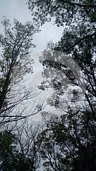 The shadow of a plant\'s leaves and trees when illuminated with low light