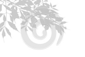 The shadow of the plant on the white wall. Black and white summer background for photo overlay or mockup