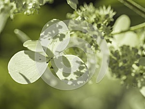 Shadow play on hydrangea petals