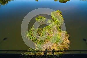 Shadow and projected silhouette of a couple of lovers holding hands on a river island full of green vegetation in the Tormes River