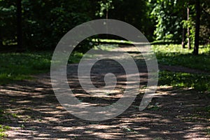 Shadow road in the summer  forest