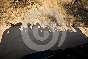 Shadow of a safari vehicle and tourists in South Africa