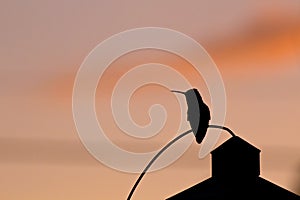 Shadow Silhouette of Hummingbird at Sunset