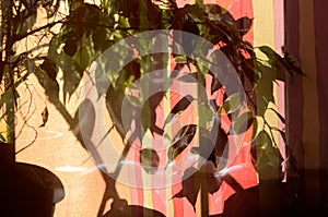 Shadow silhouettes of plant on windiow curtains photo