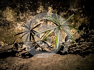 Shadow of a small plant in the night