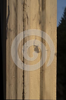 Shadow of a spider