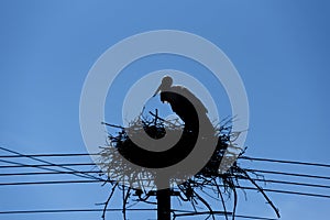 Stork standing on stork`s nest on telephone pole. Blue sky background