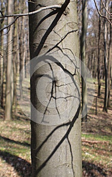 Shadow on a tree