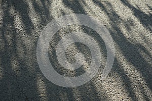 Shadow from a tree on the asphalt. Abstract gray grunge background.