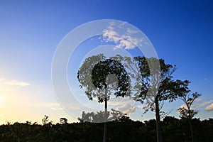 Shadow of tree branch leaf beautiful in forest on sky blue background