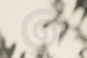 Shadow of tree branch and leave on white concrete wall texture background