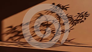 Shadow of Tree Branches on Wall Artistic Display