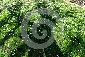 Shadow of a tree at the end of winter on green grass and daisies