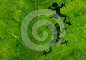 Shadow of a tree frog behind the leaves