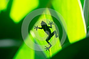 Shadow of a tree frog behind the leaves