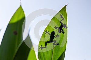 Shadow of a tree frog behind the leaves