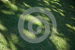 Shadow of tree on green grass background