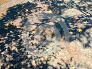Shadow of Tree on Large Stone