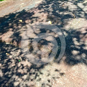 Shadow of Tree on Large Stone
