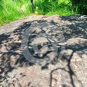 Shadow of Tree on Large Stone