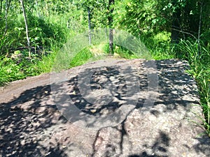 Shadow of Tree on Large Stone